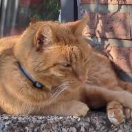Suchmeldung - Katze Felix wird vermisst!